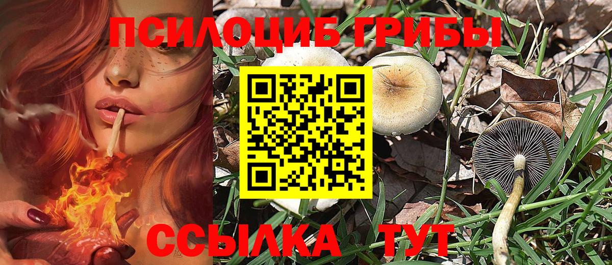 Галлюциногенные грибы Psilocybine cubensis  Вход с VPN  Курчатов 